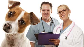 veterinarians